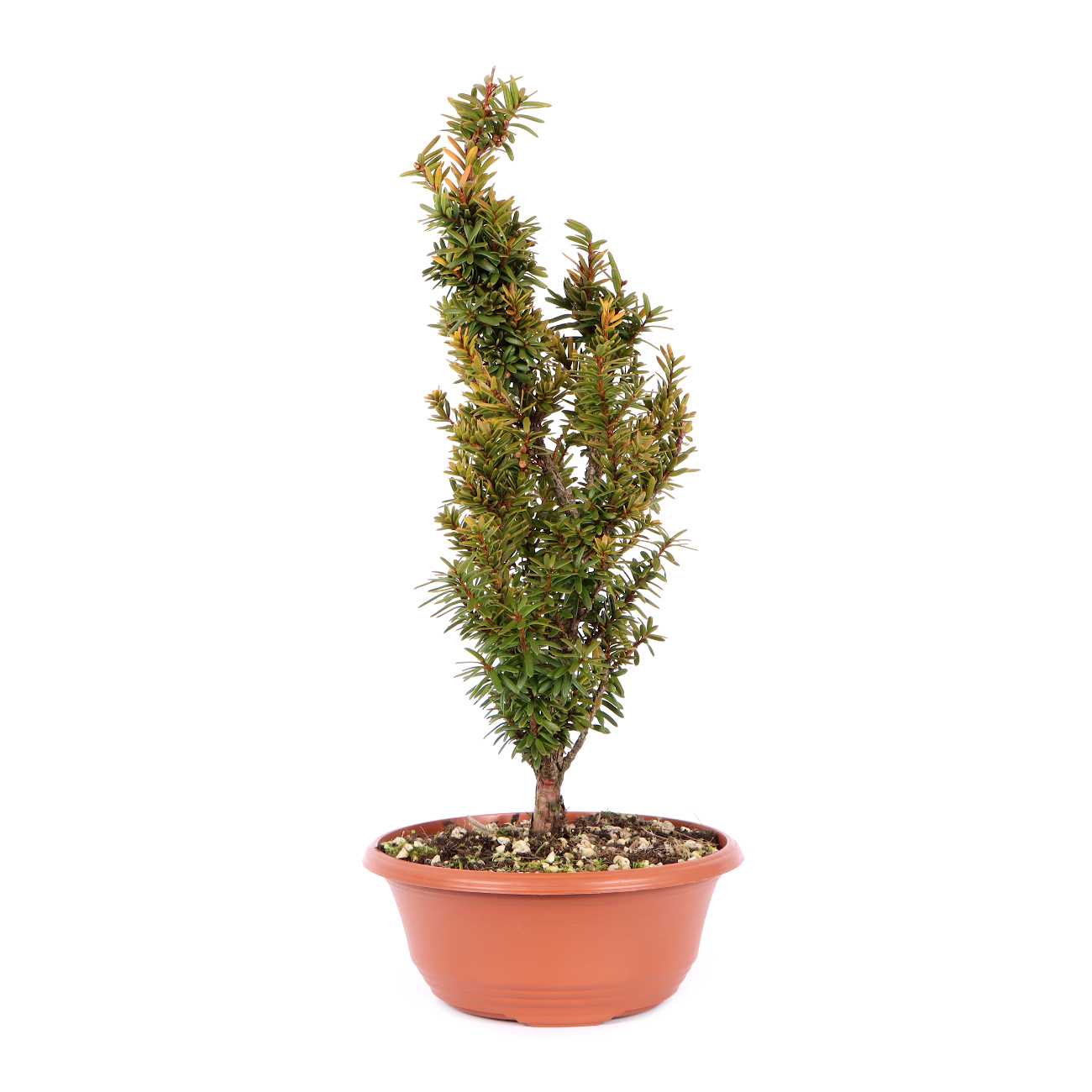 Seitenansicht rechts