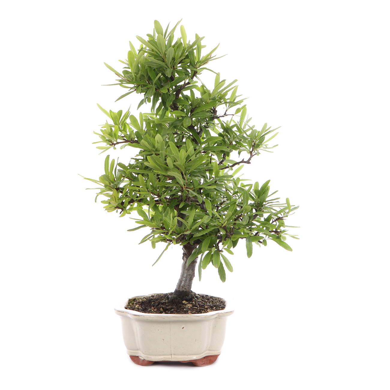 Seitenansicht rechts