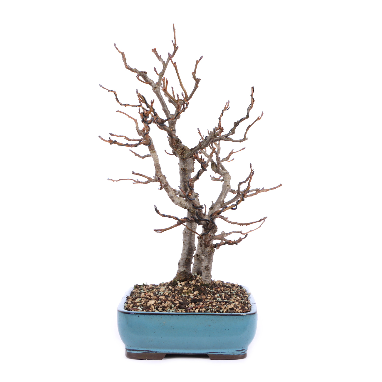 Seitenansicht rechts