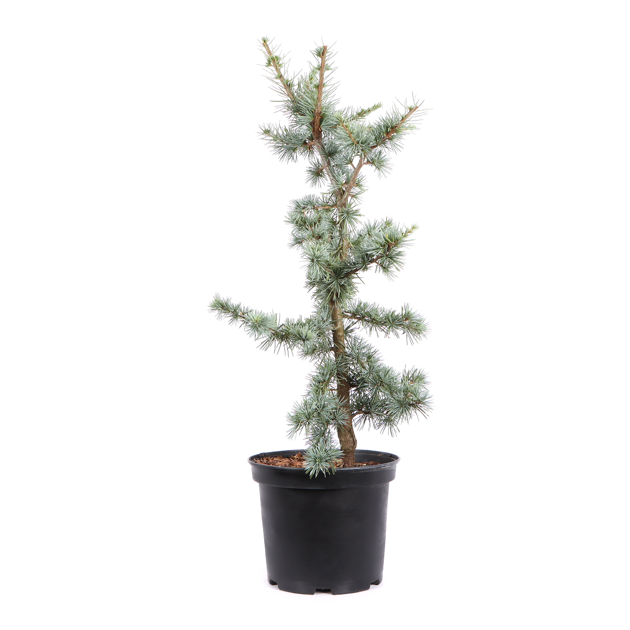 Seitenansicht rechts