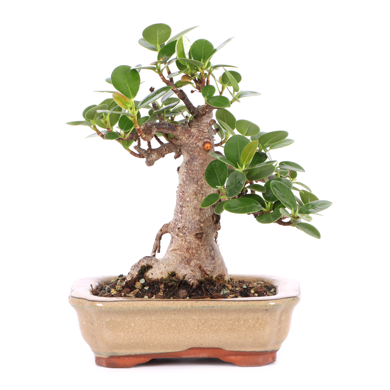Ficus microcarpa 'Shiny'