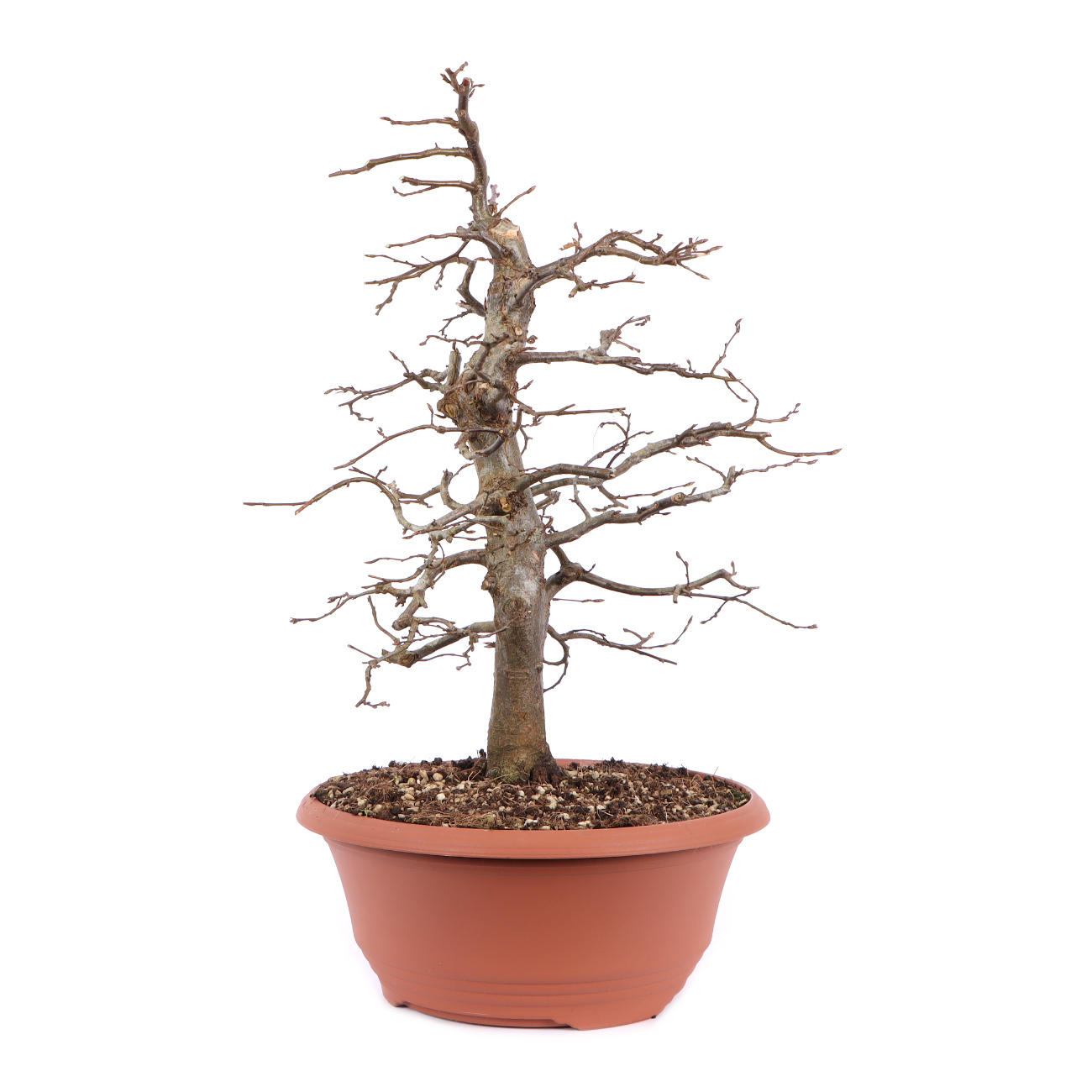 Seitenansicht rechts