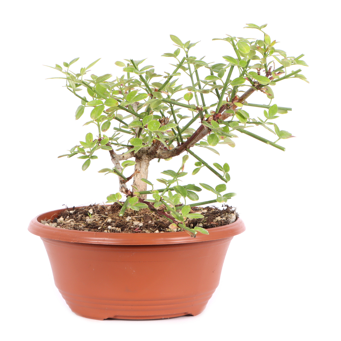 Seitenansicht rechts