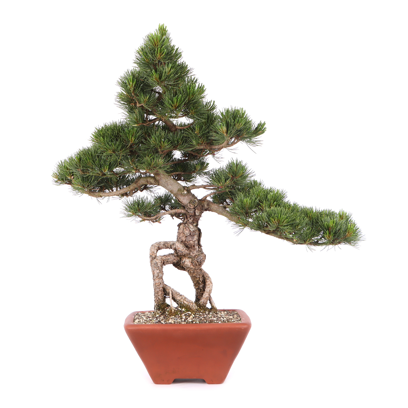 Pinus parviflora 'Glauca'