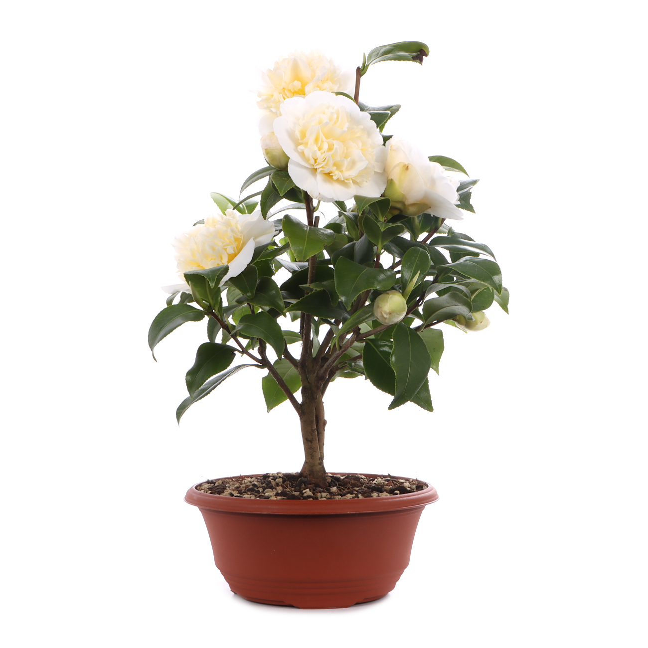 Camellia japonica 'Nobilissima'