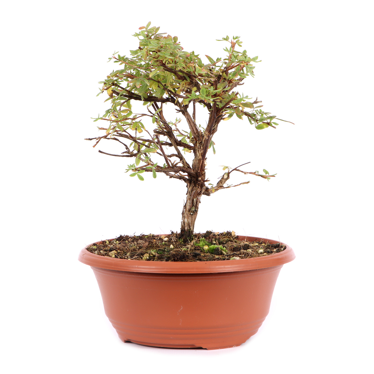 Seitenansicht rechts