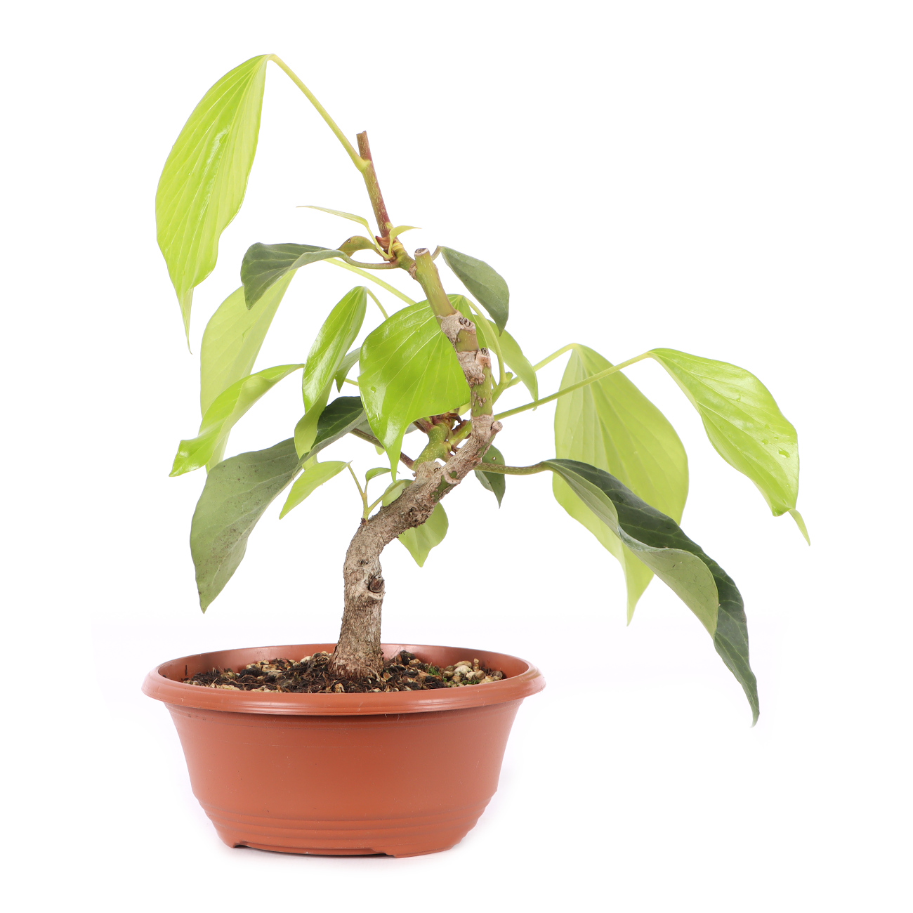 Hedera colchica 'Fall Favourite'