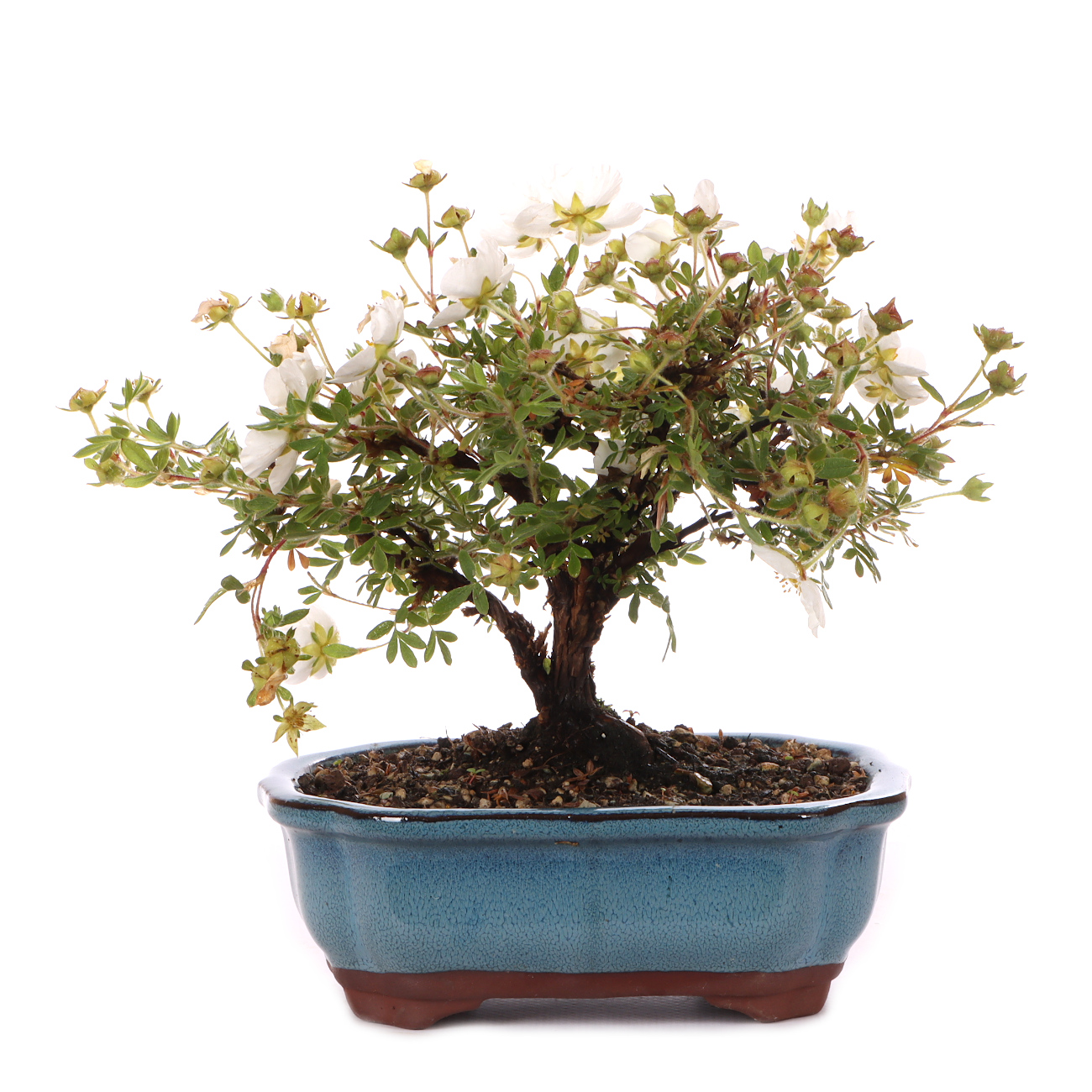 Potentilla fruticosa 'Abbotswood'