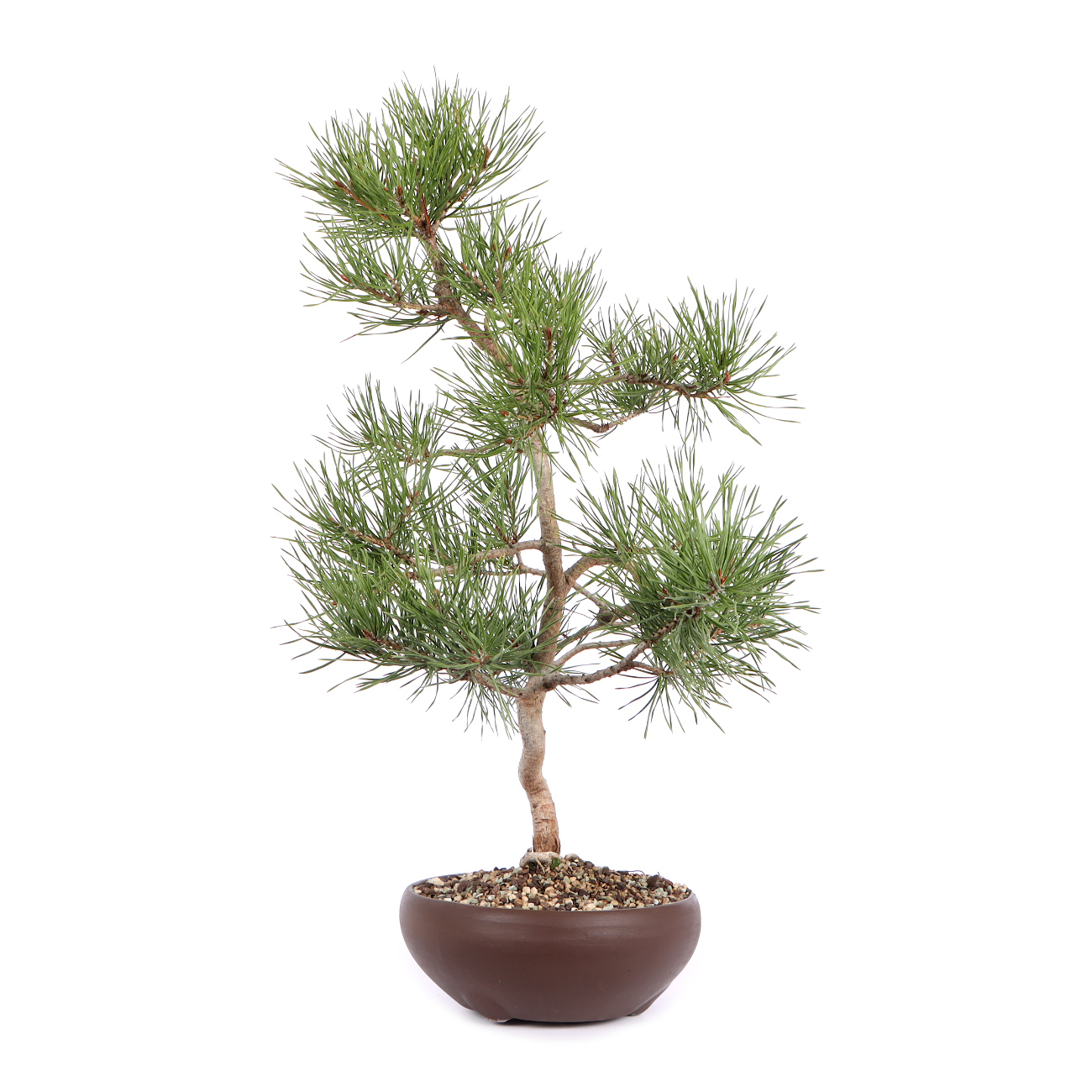 Seitenansicht rechts