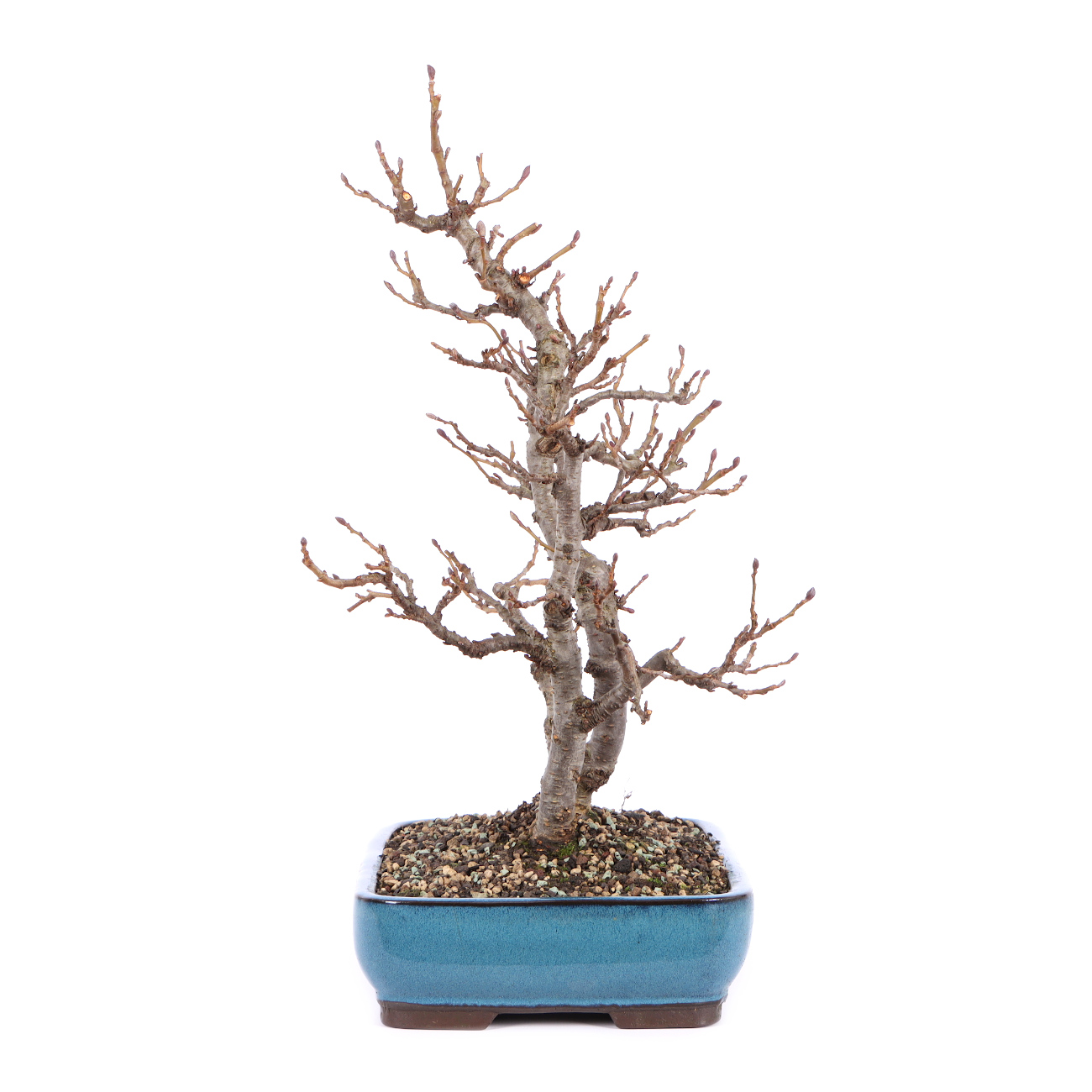 Seitenansicht rechts