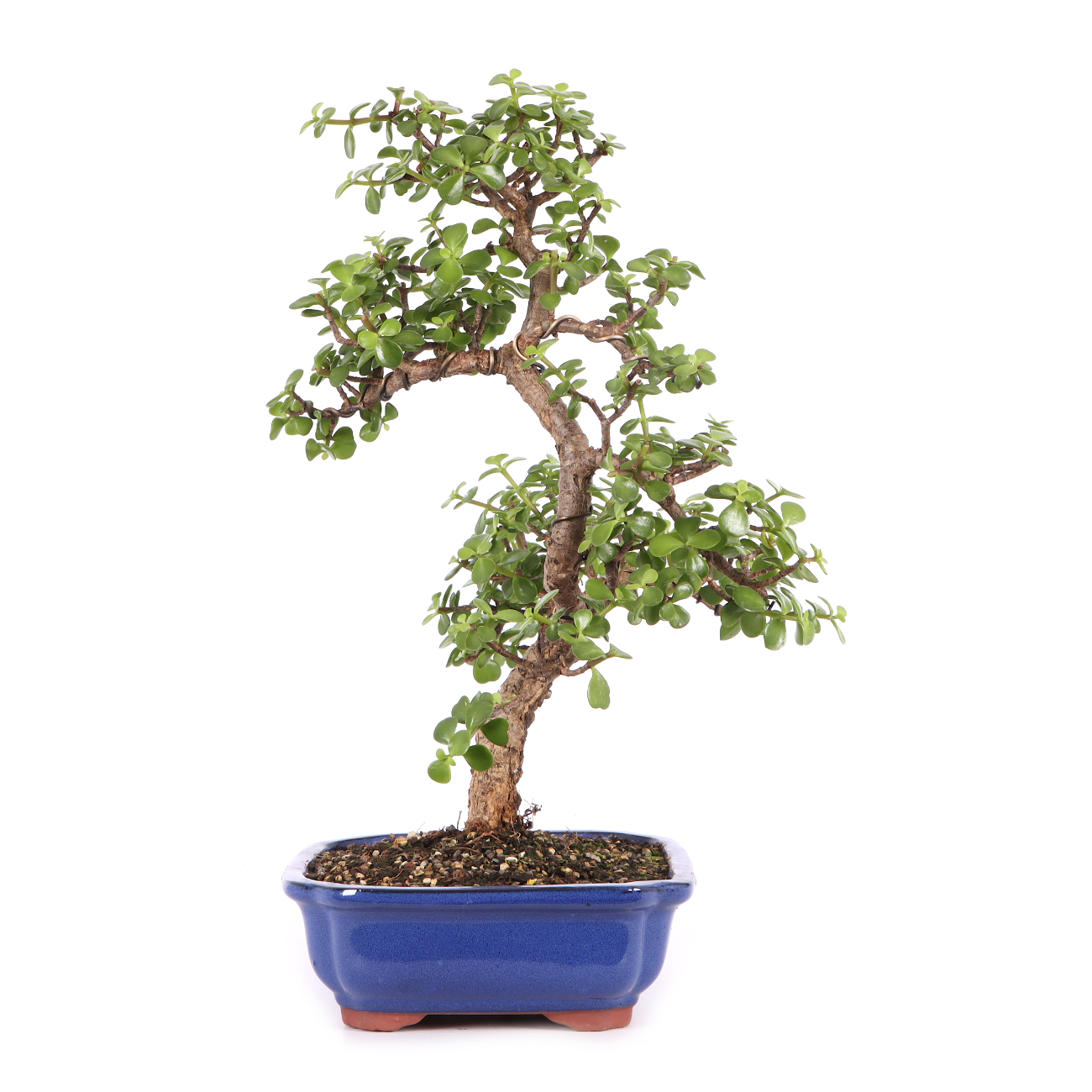 Portulacaria afra