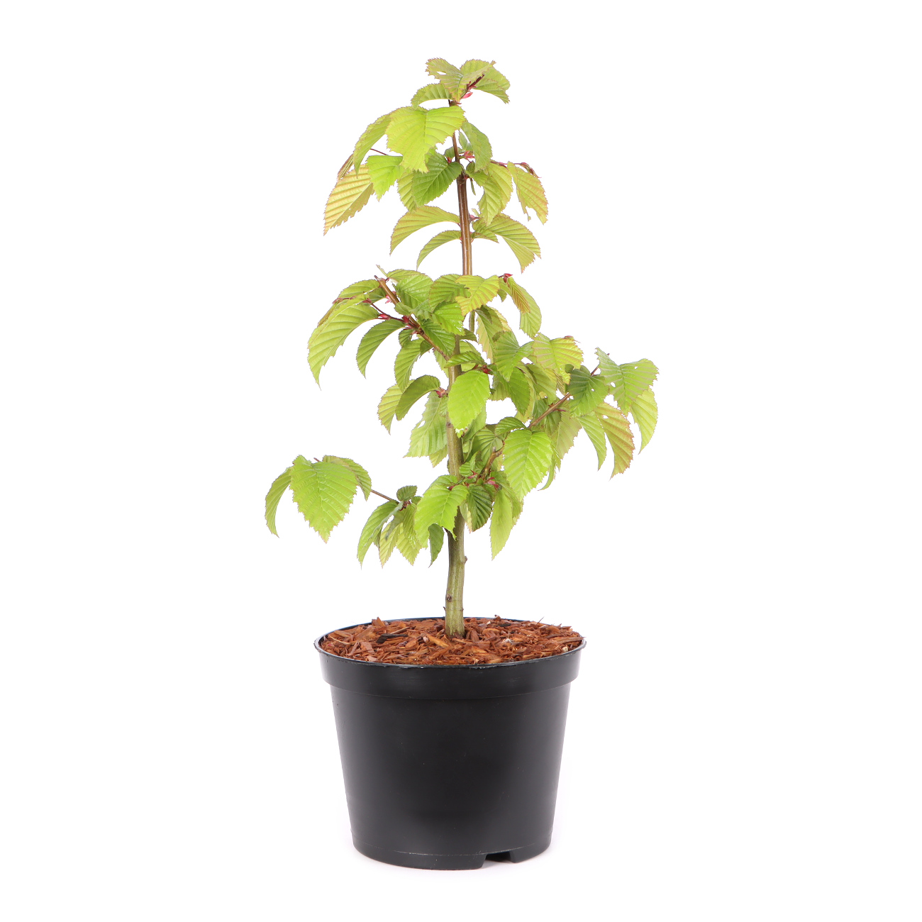 Carpinus betulus