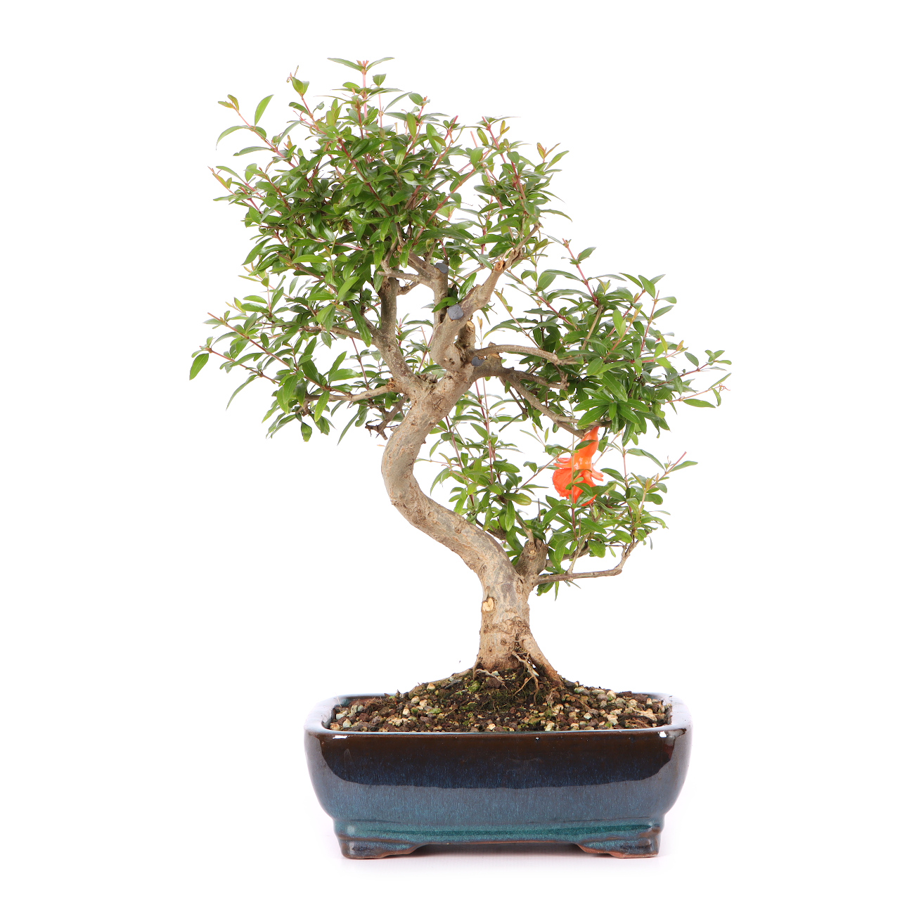 Punica granatum 'Nana'