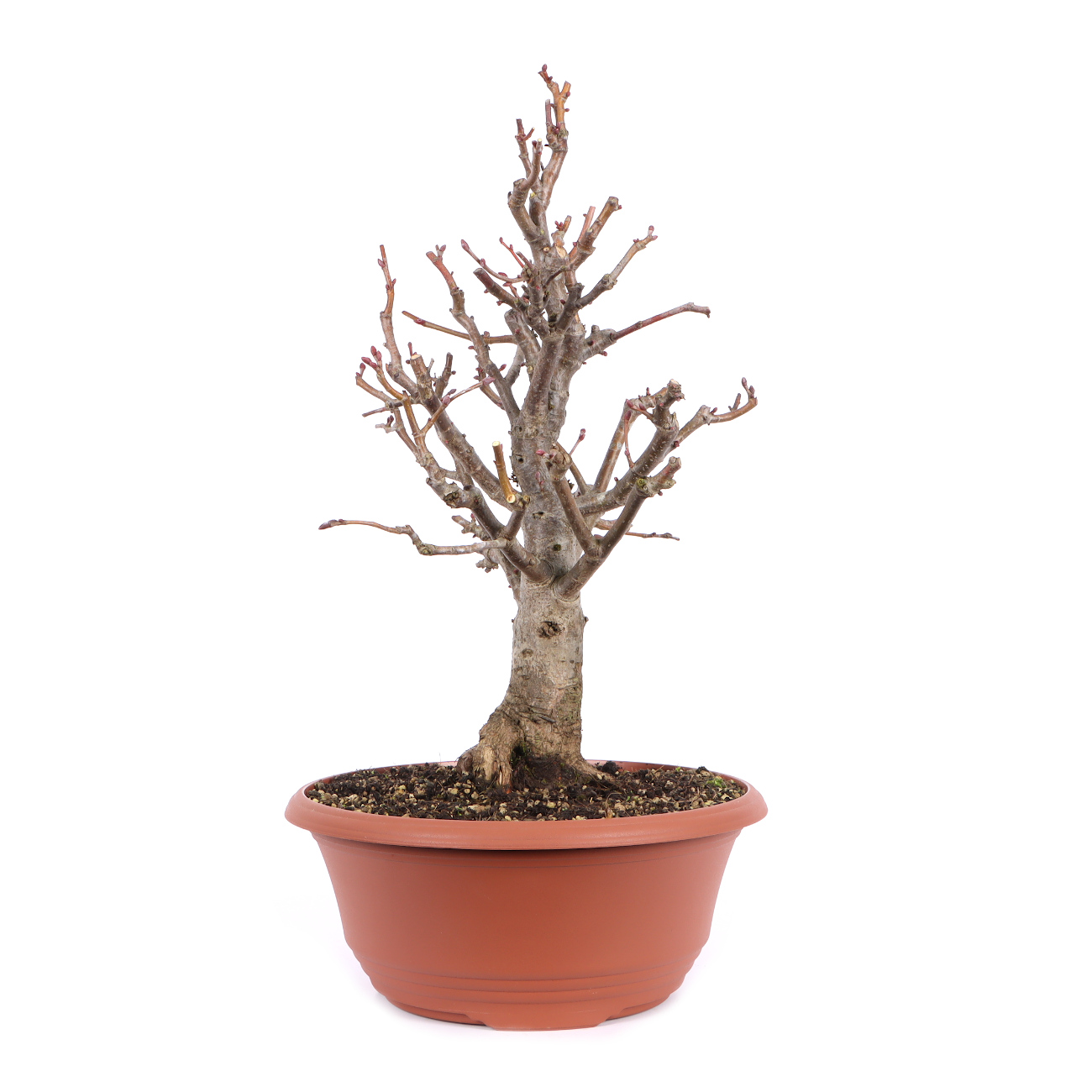 Seitenansicht rechts