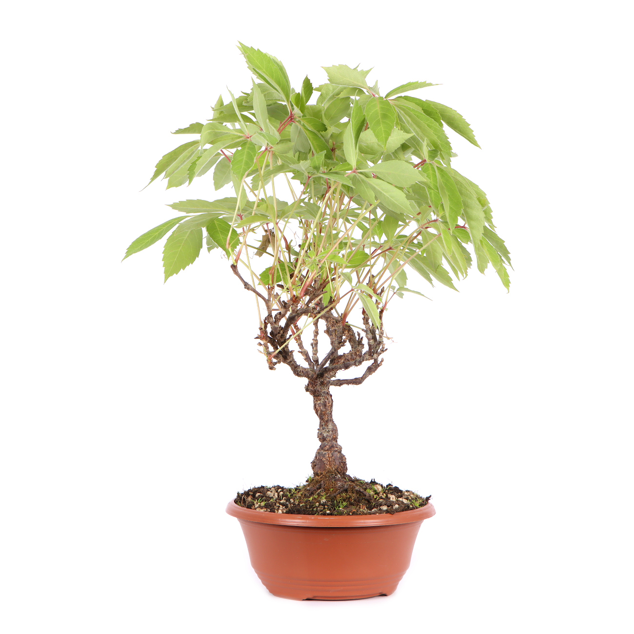 Seitenansicht rechts