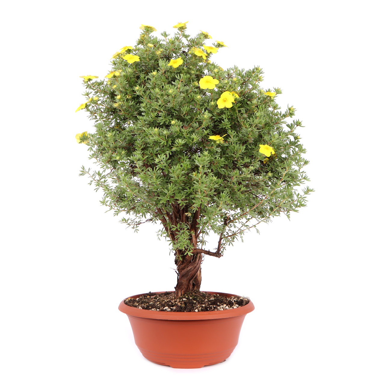 Seitenansicht rechts