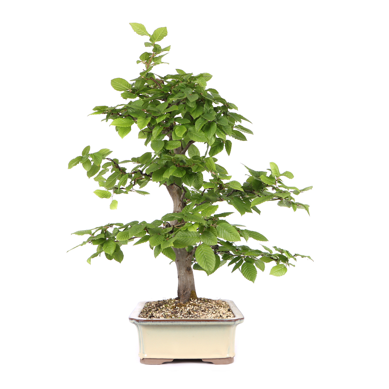 Seitenansicht rechts