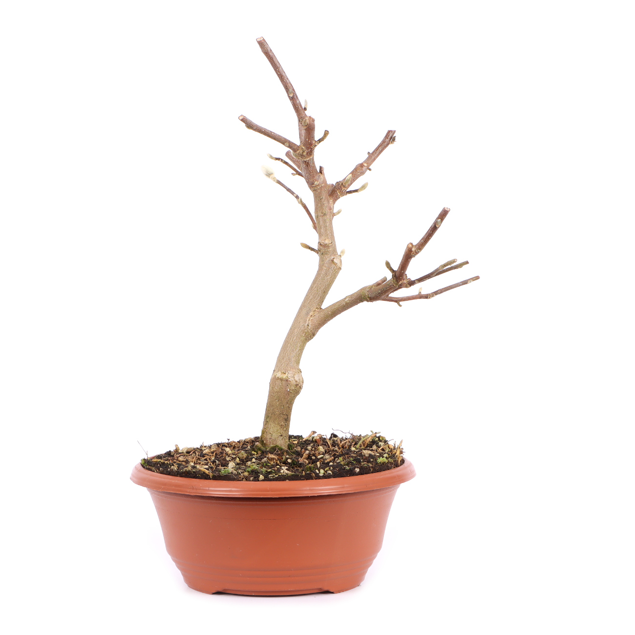 Seitenansicht rechts