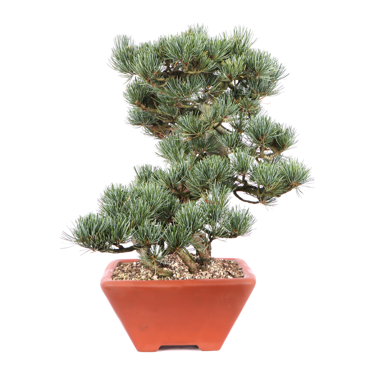 Seitenansicht rechts