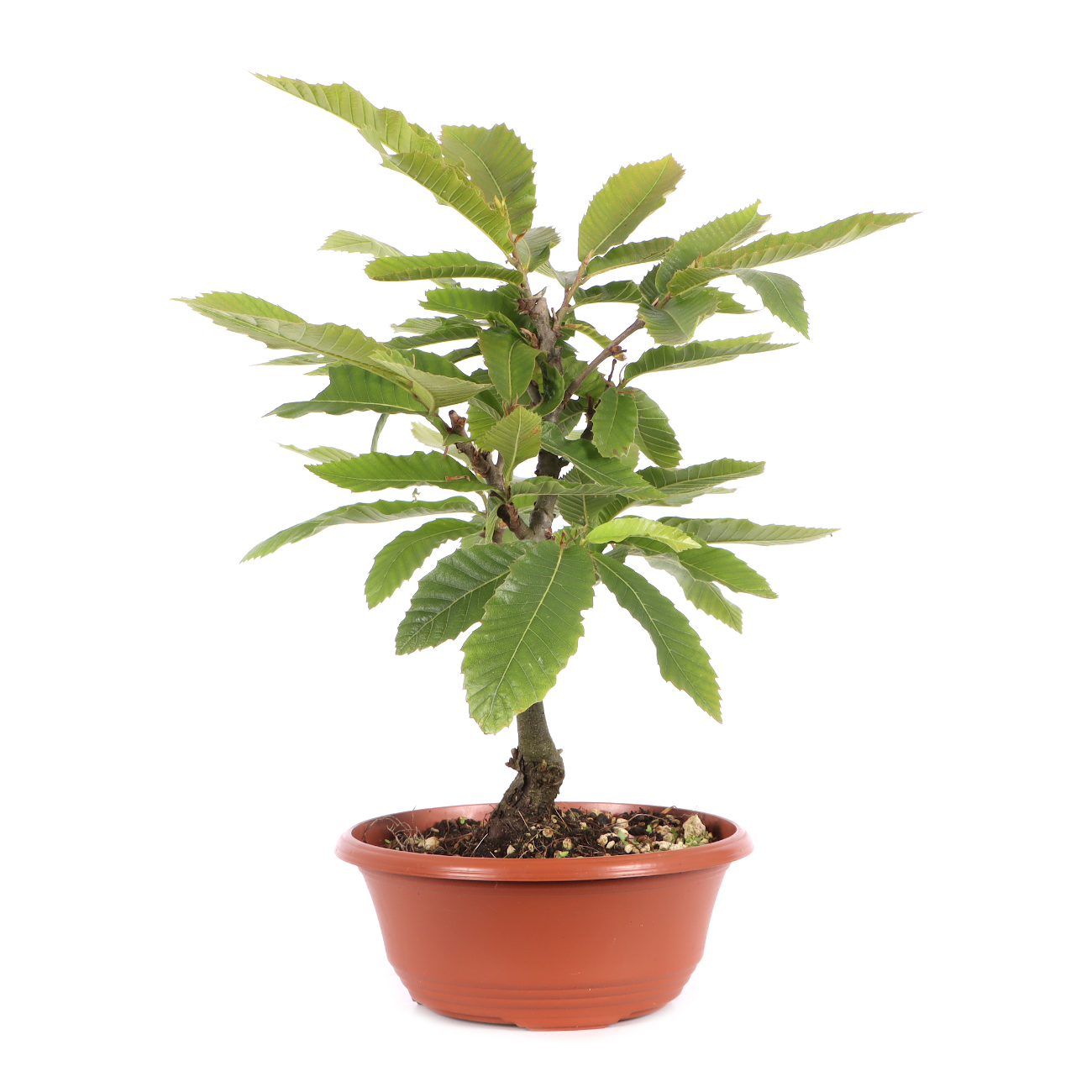 Castanea sativa