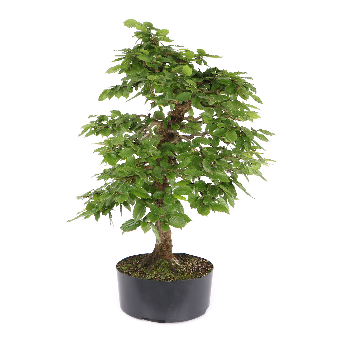 Seitenansicht rechts