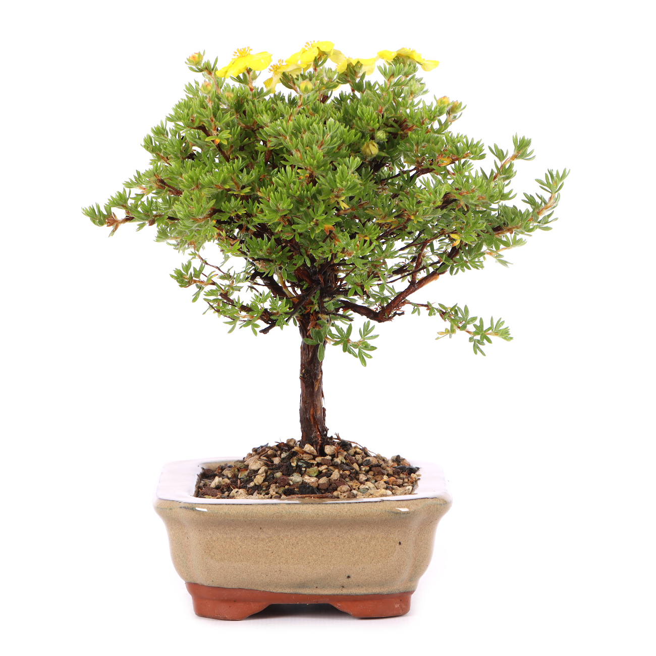 Potentilla fruticosa 'Kobold'