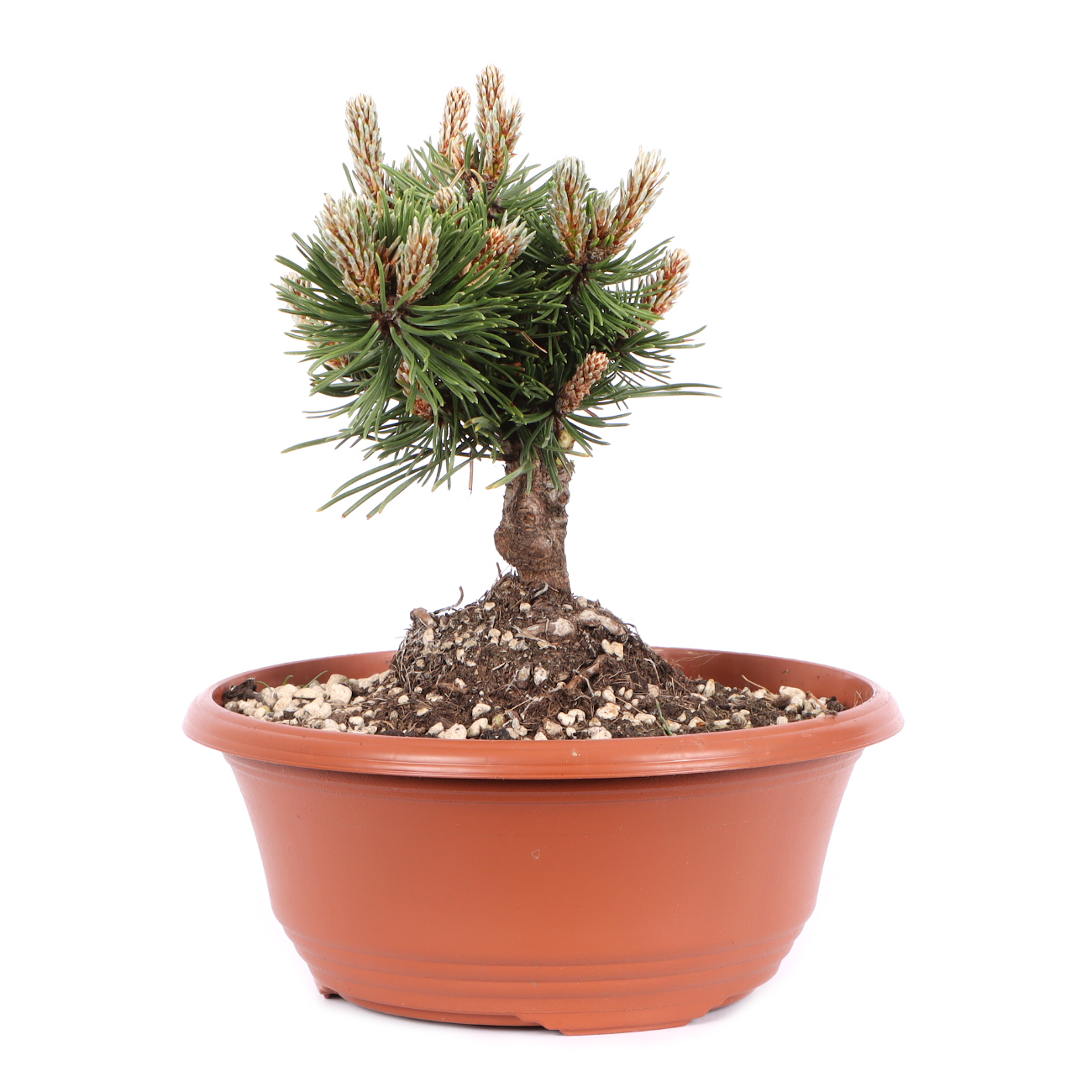 Seitenansicht rechts