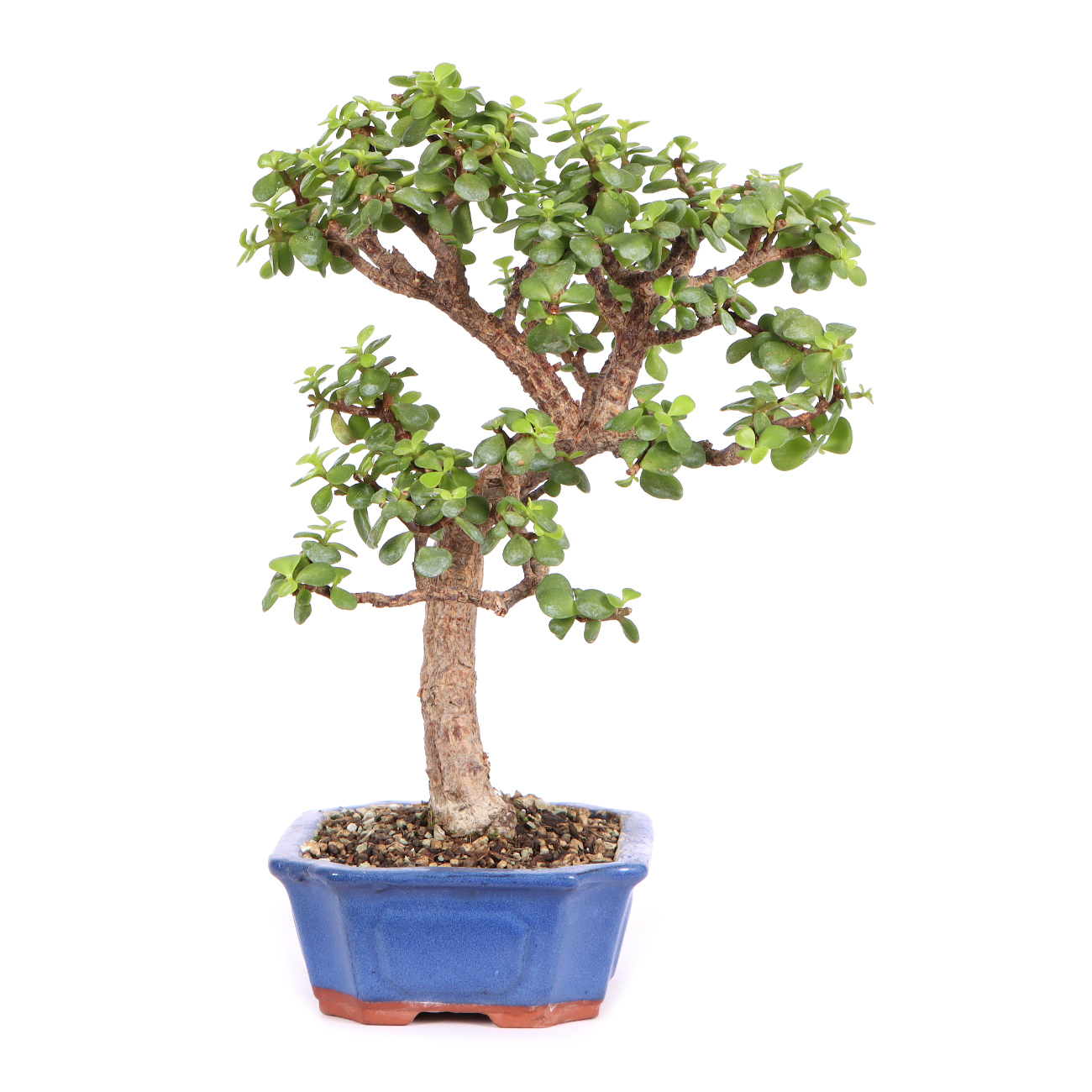 Seitenansicht rechts