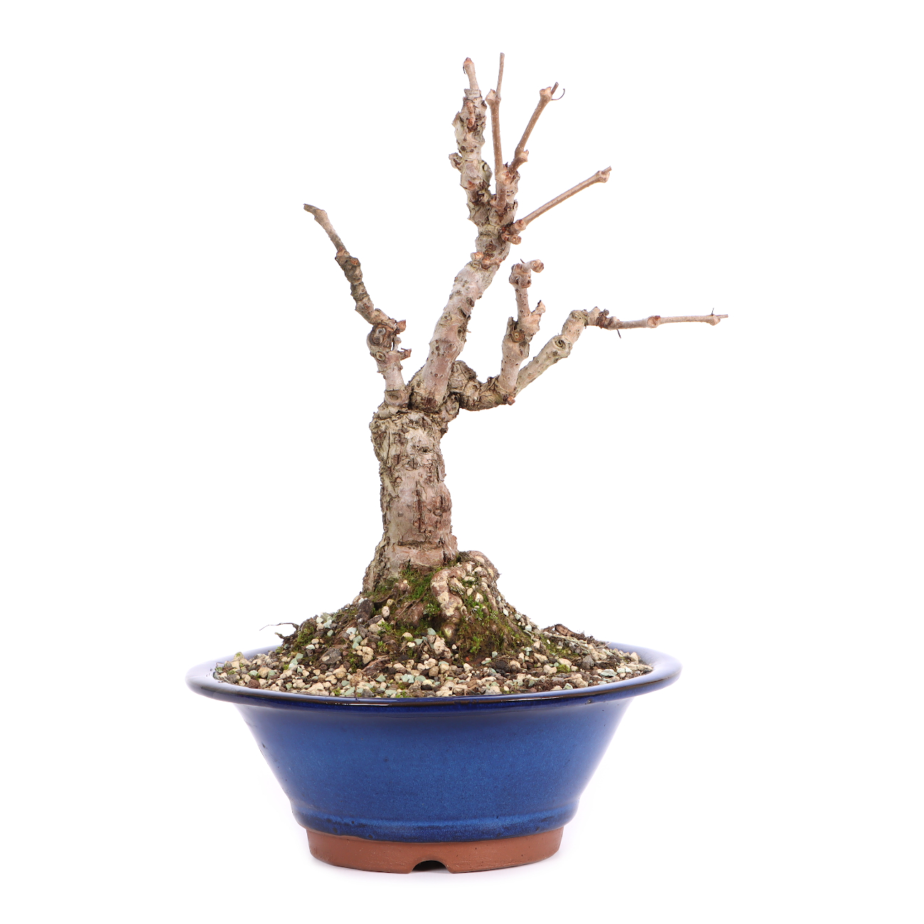 Parthenocissus quinquefolia