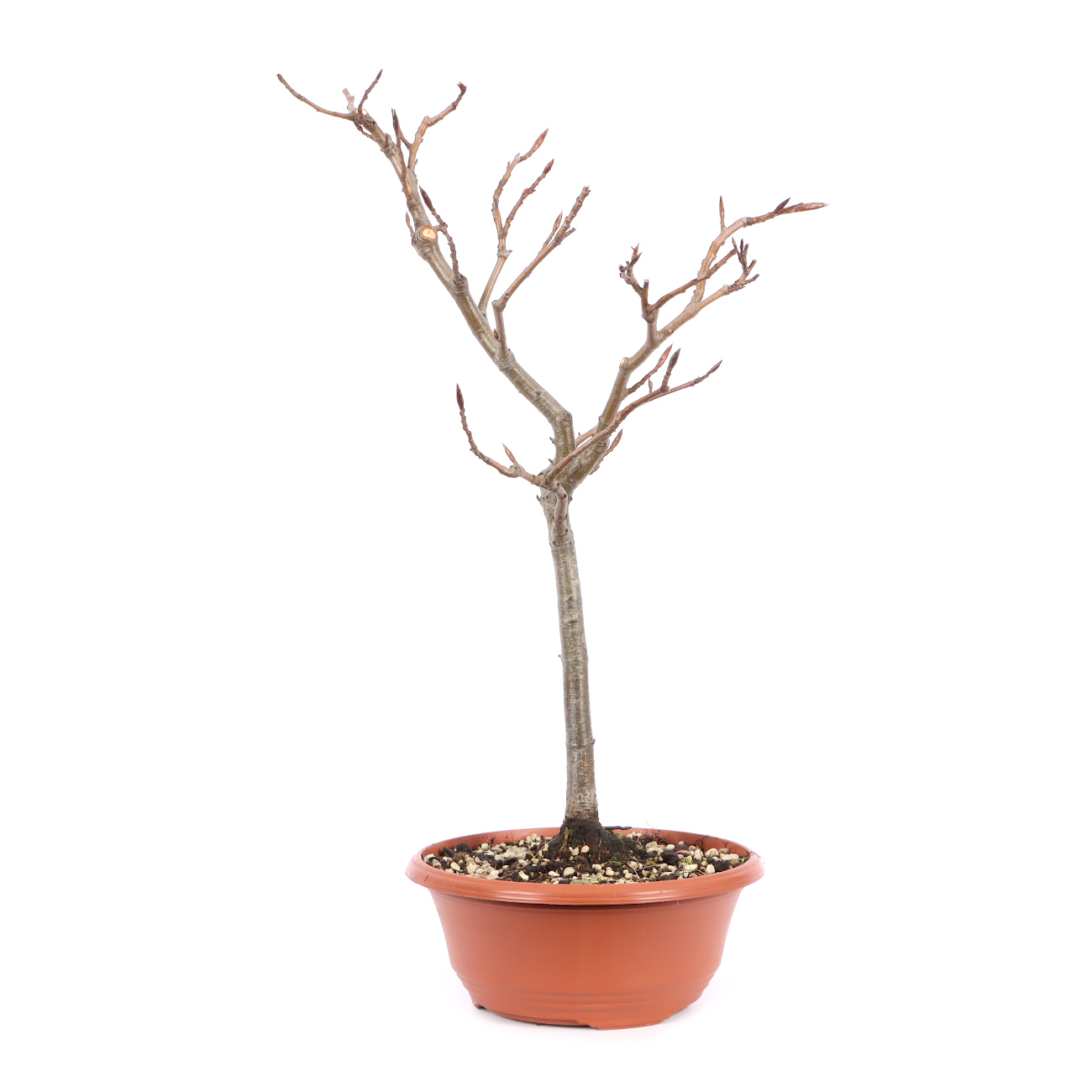 Seitenansicht rechts