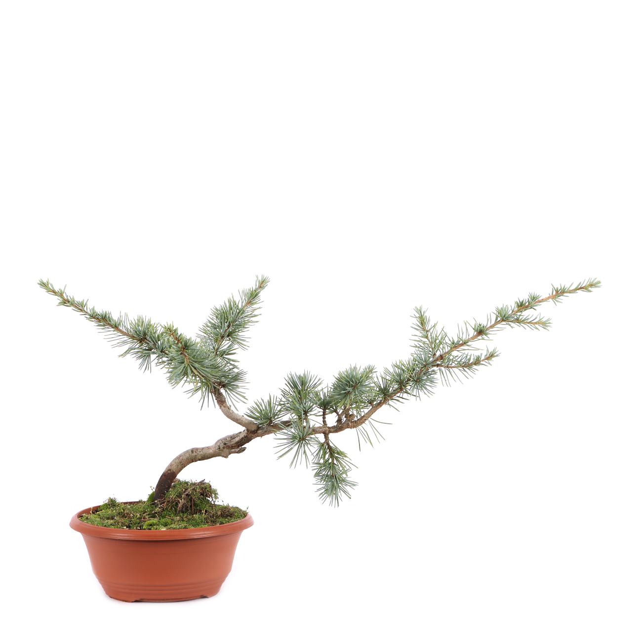 Cedrus atlantica 'Glauca'