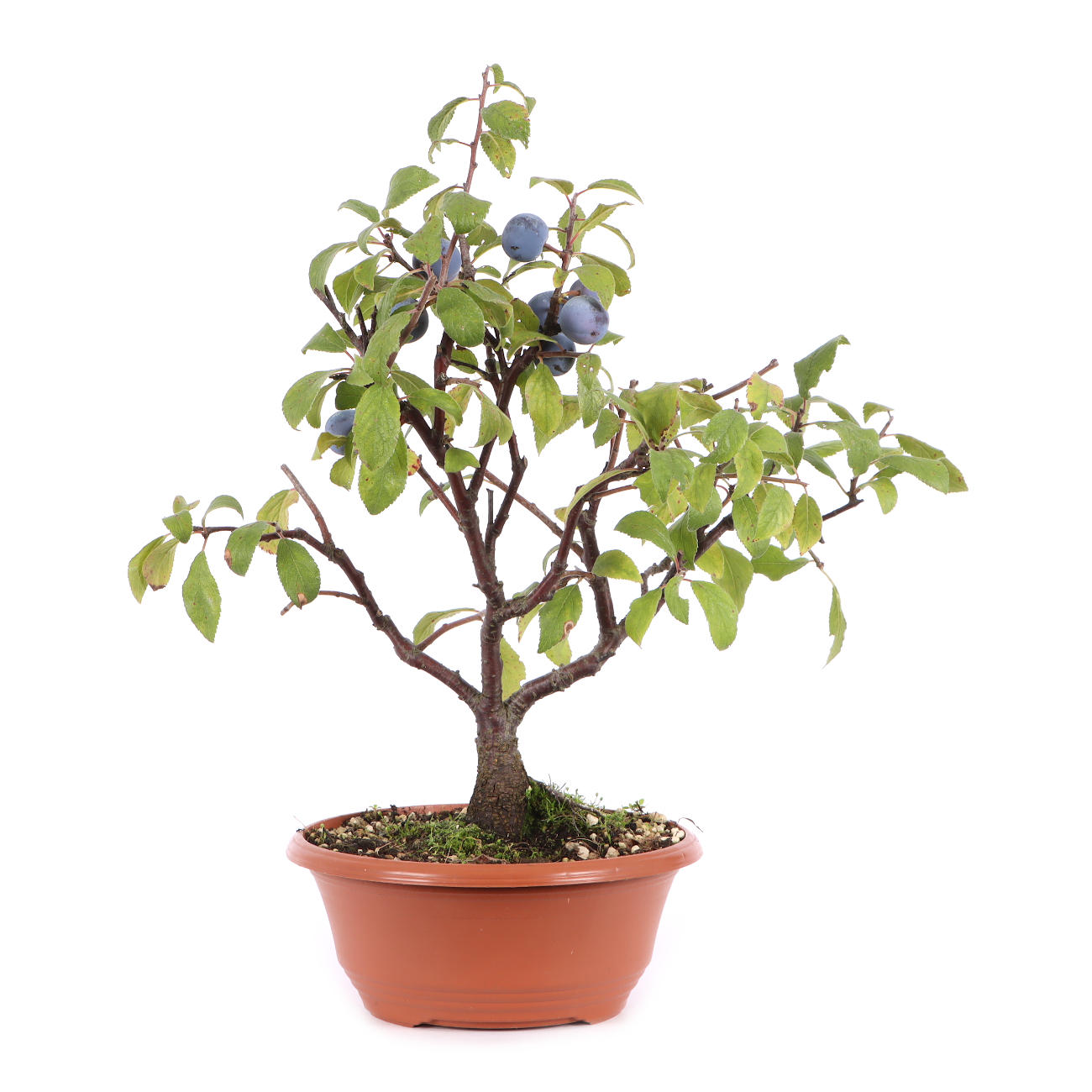 Prunus spinosa