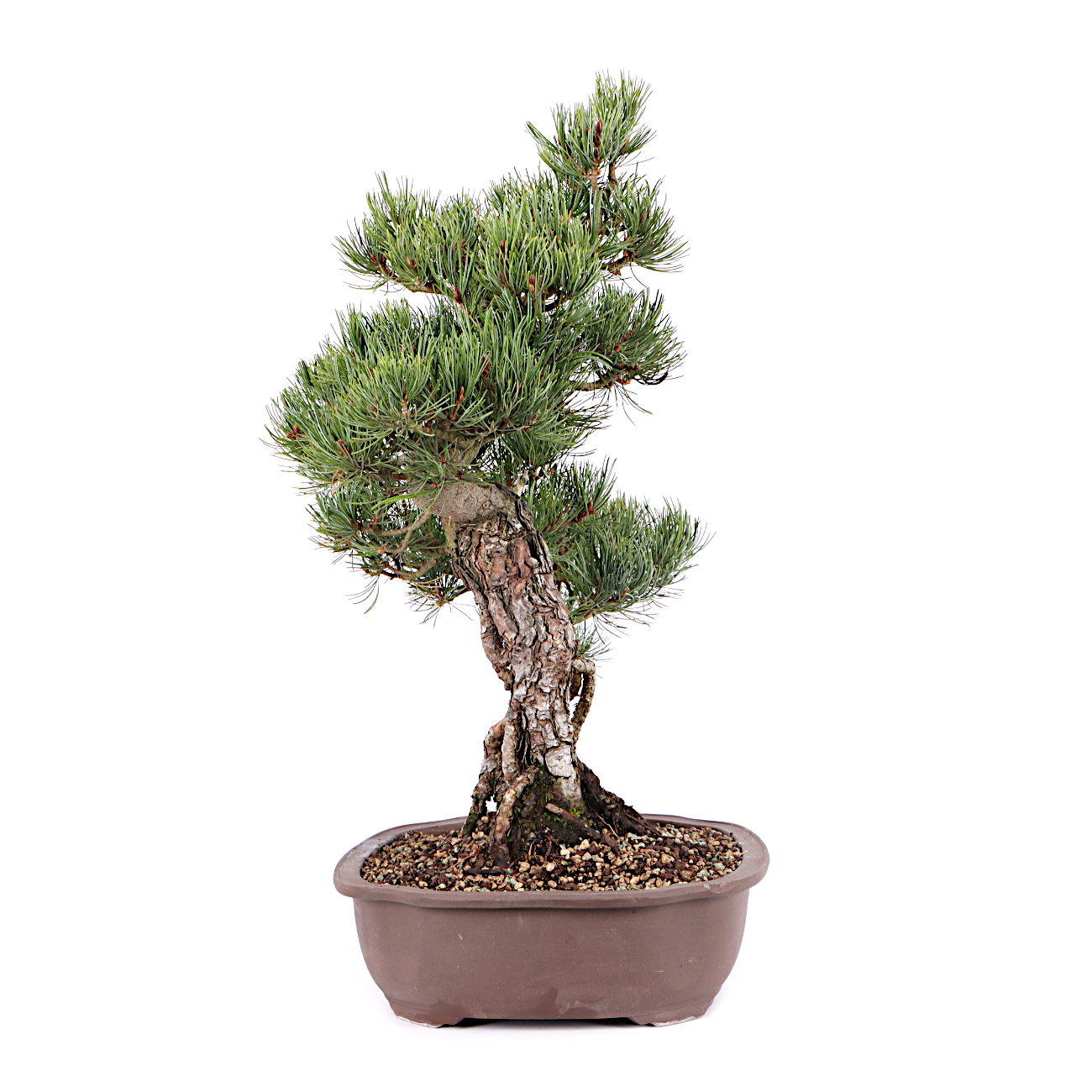 Pinus parviflora 'Glauca'