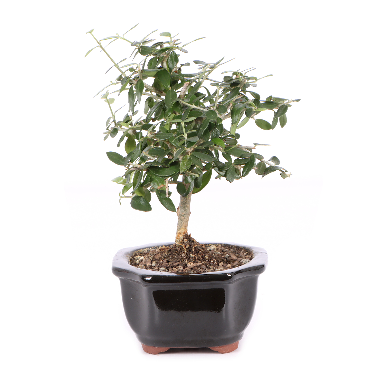 Olea europaea subsp. sylvestris