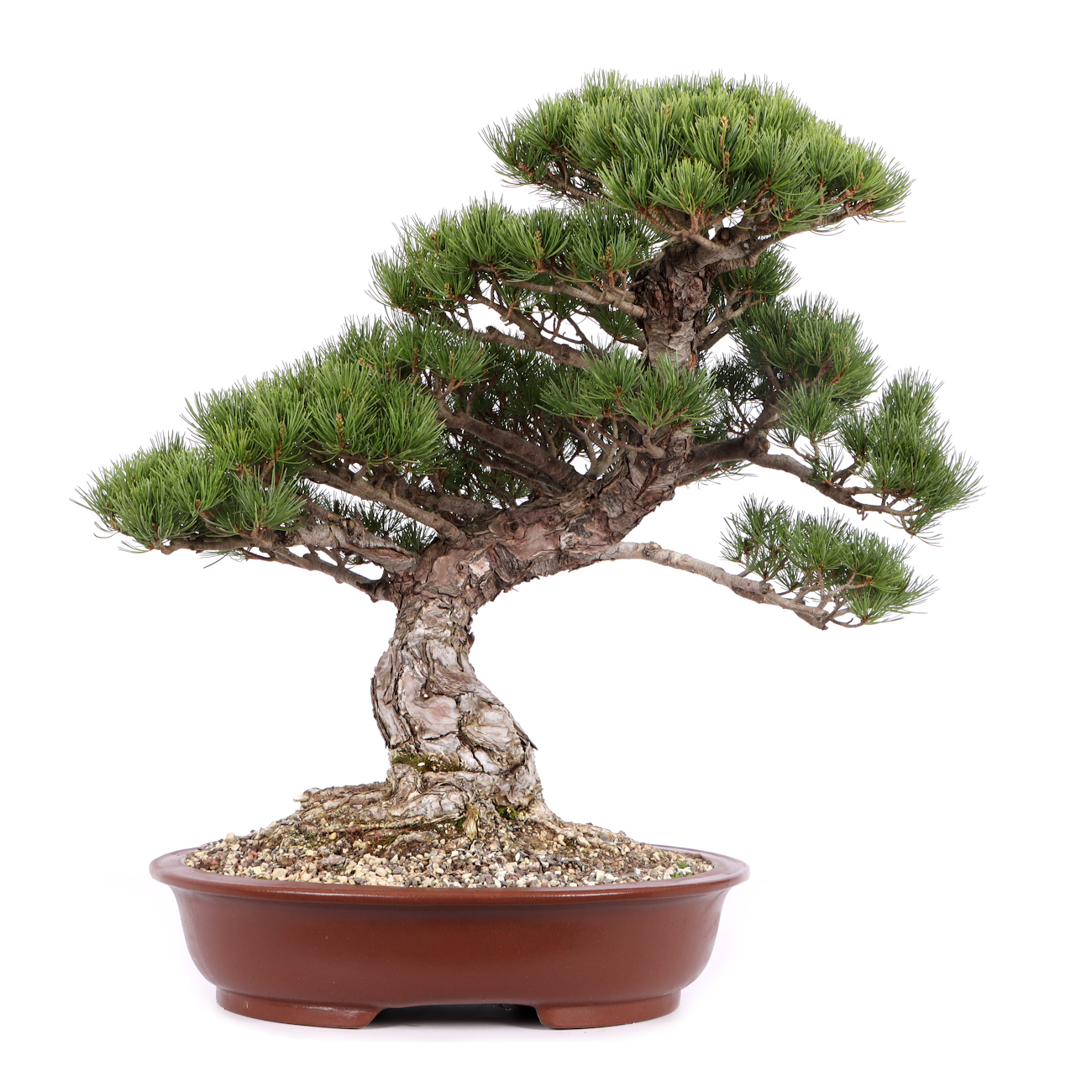 Pinus parviflora 'Glauca'