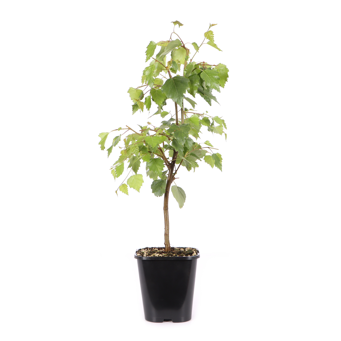 Betula pendula 'Youngii'
