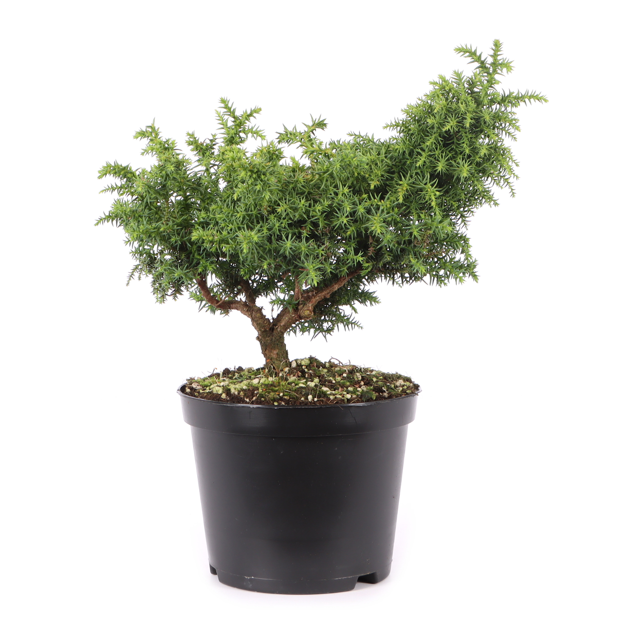 Cryptomeria japonica 'Yokohama'