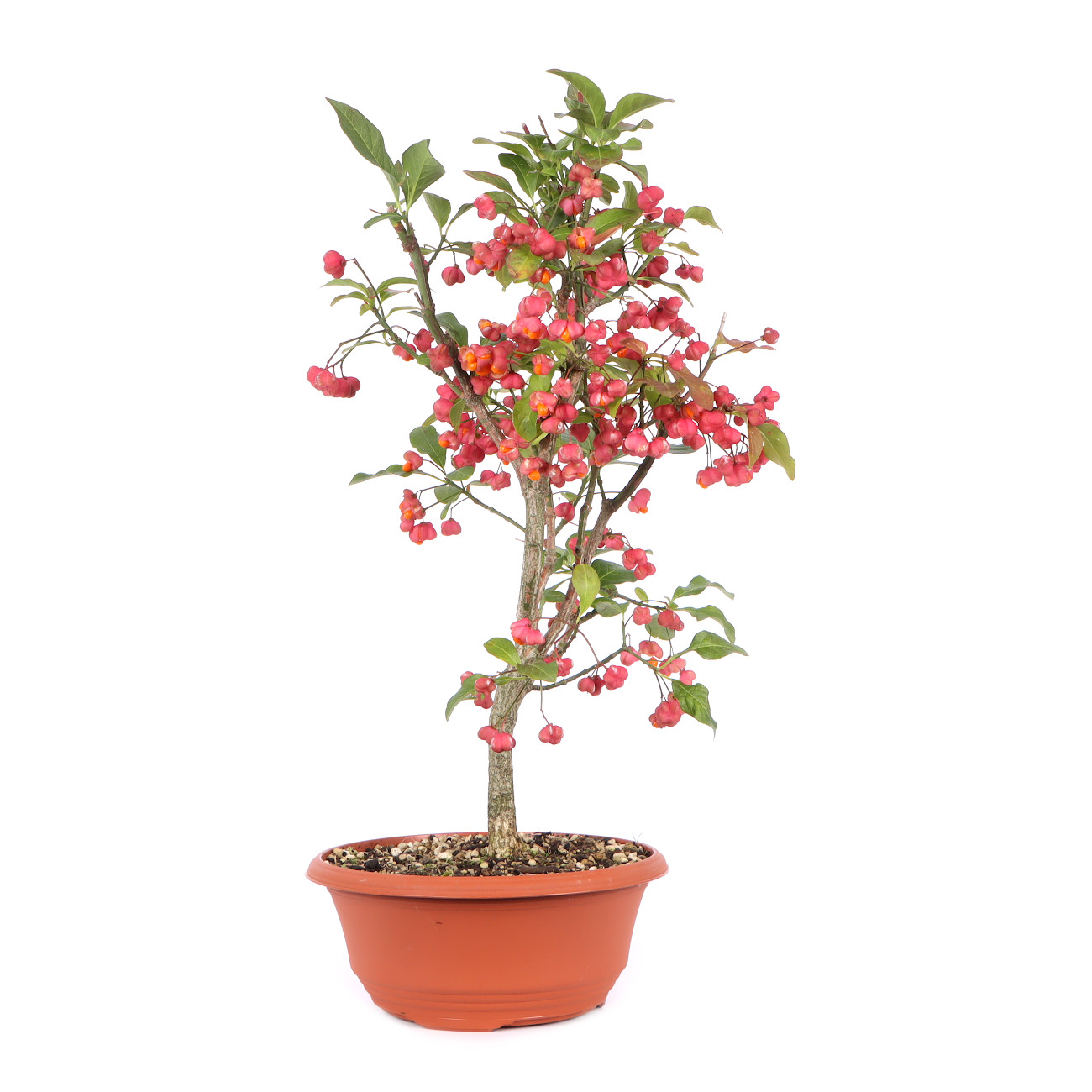 Seitenansicht rechts