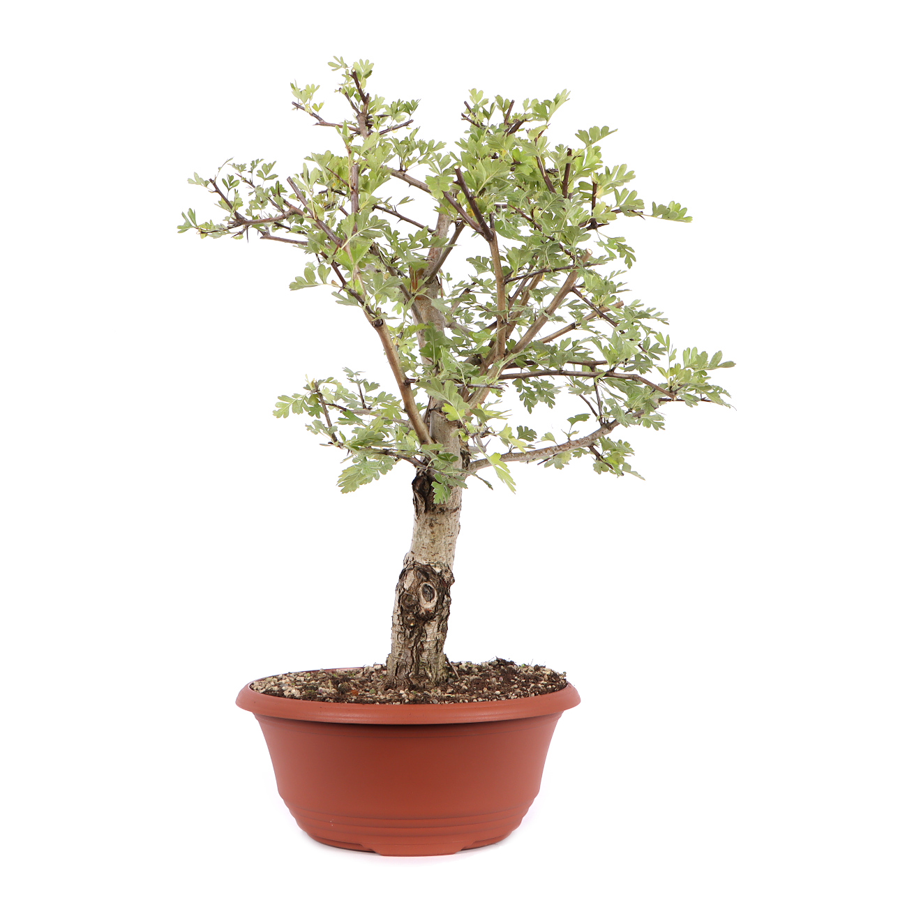 Seitenansicht rechts