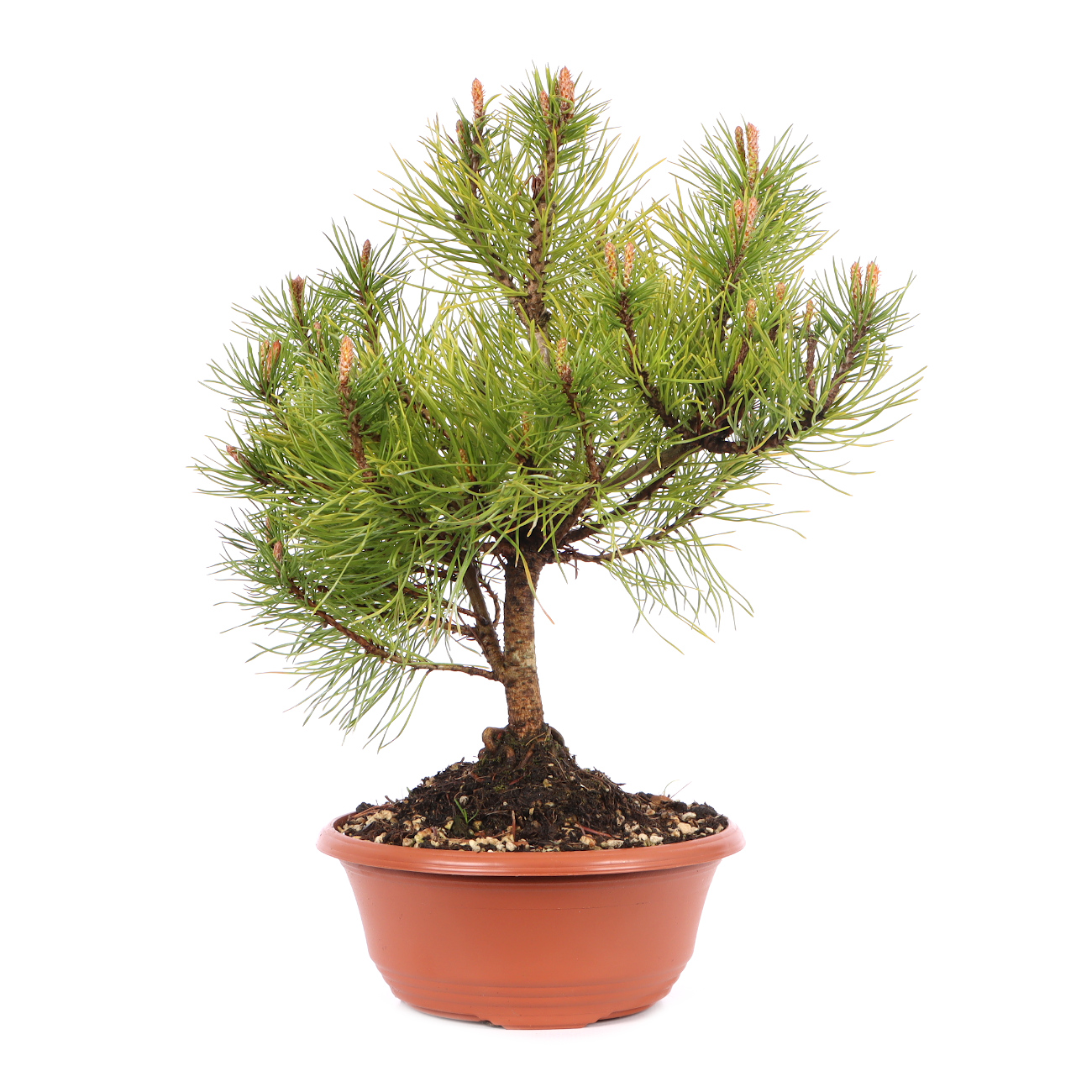 Pinus mugo subsp. uncinata