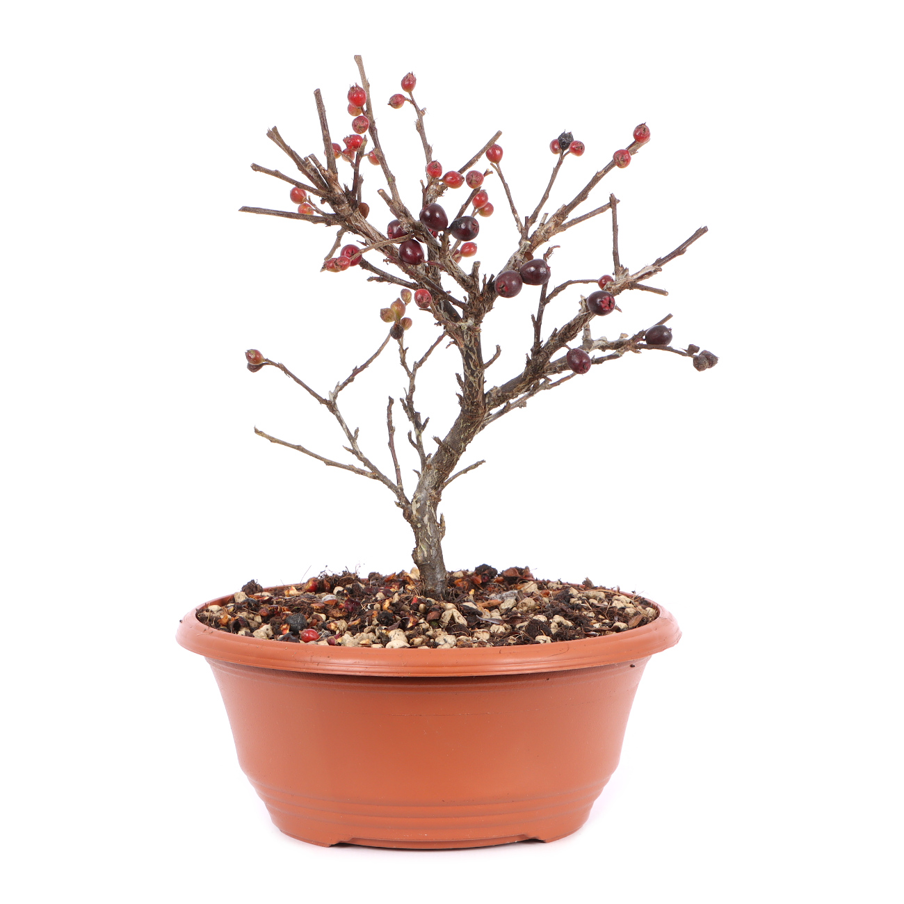Cotoneaster praecox