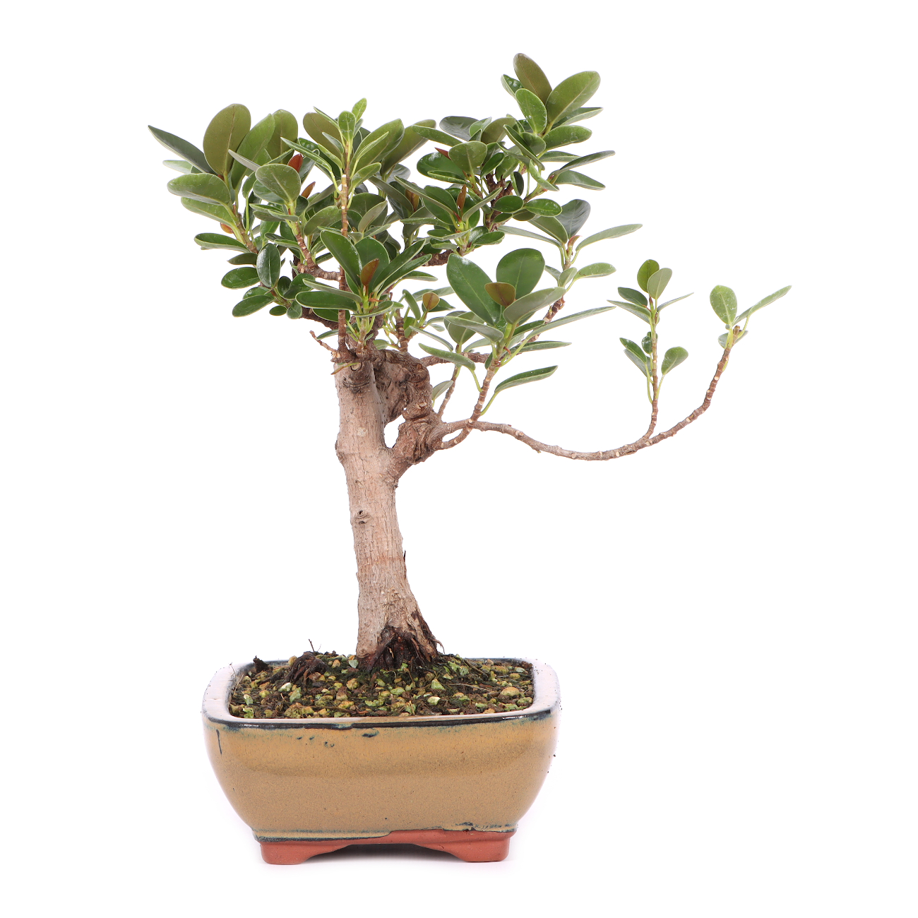 Ficus microcarpa 'Shiny'