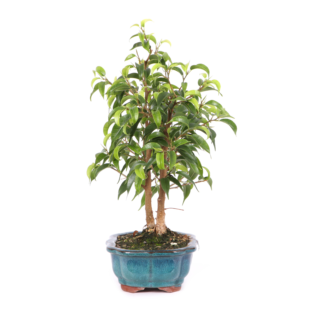 Ficus benjamina 'Natasja'