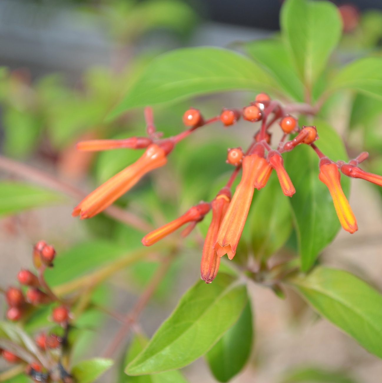 Blüte
