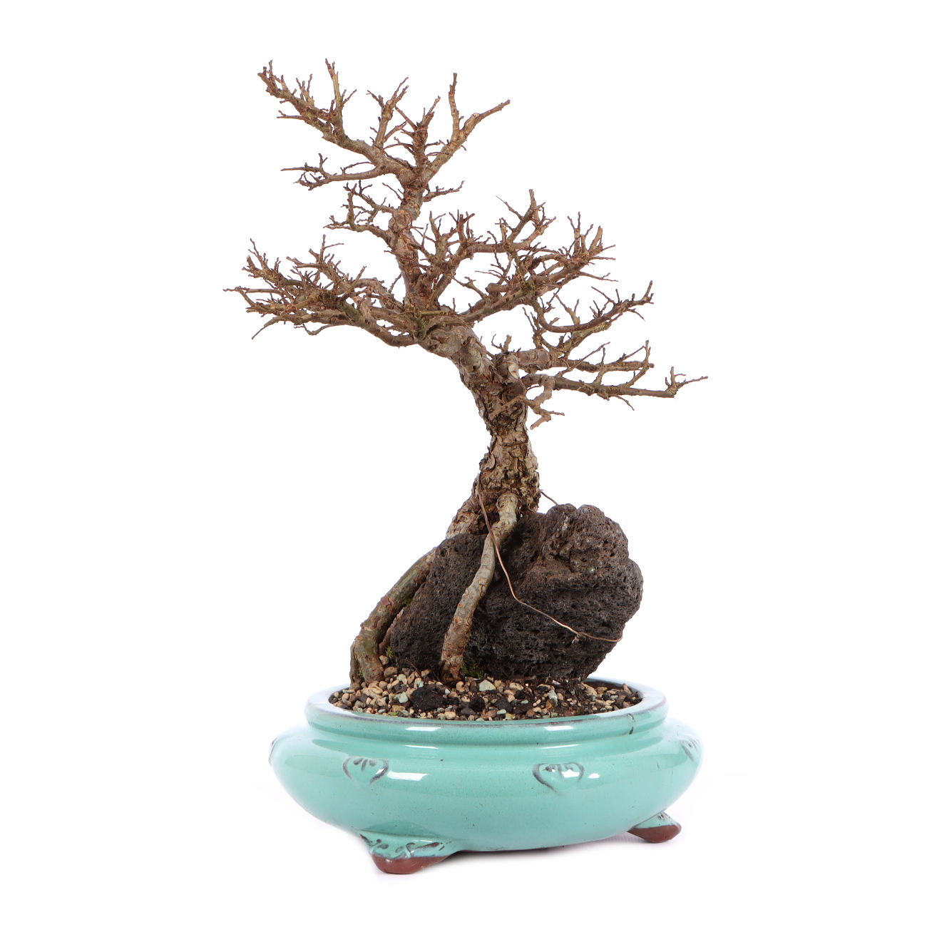 Seitenansicht rechts