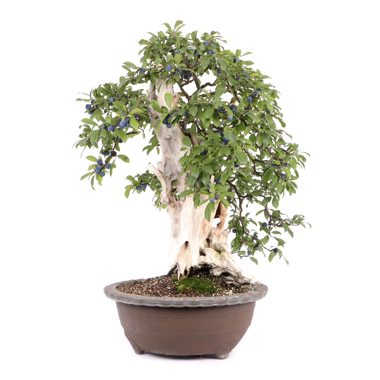 Seitenansicht rechts