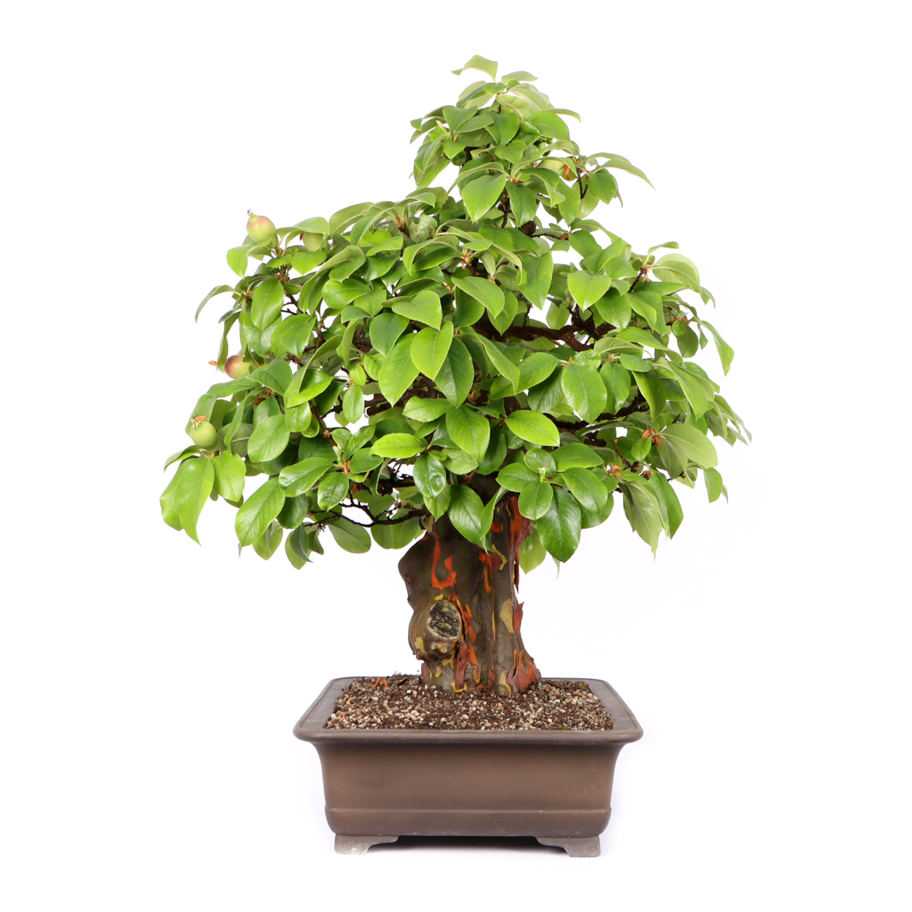 Seitenansicht rechts