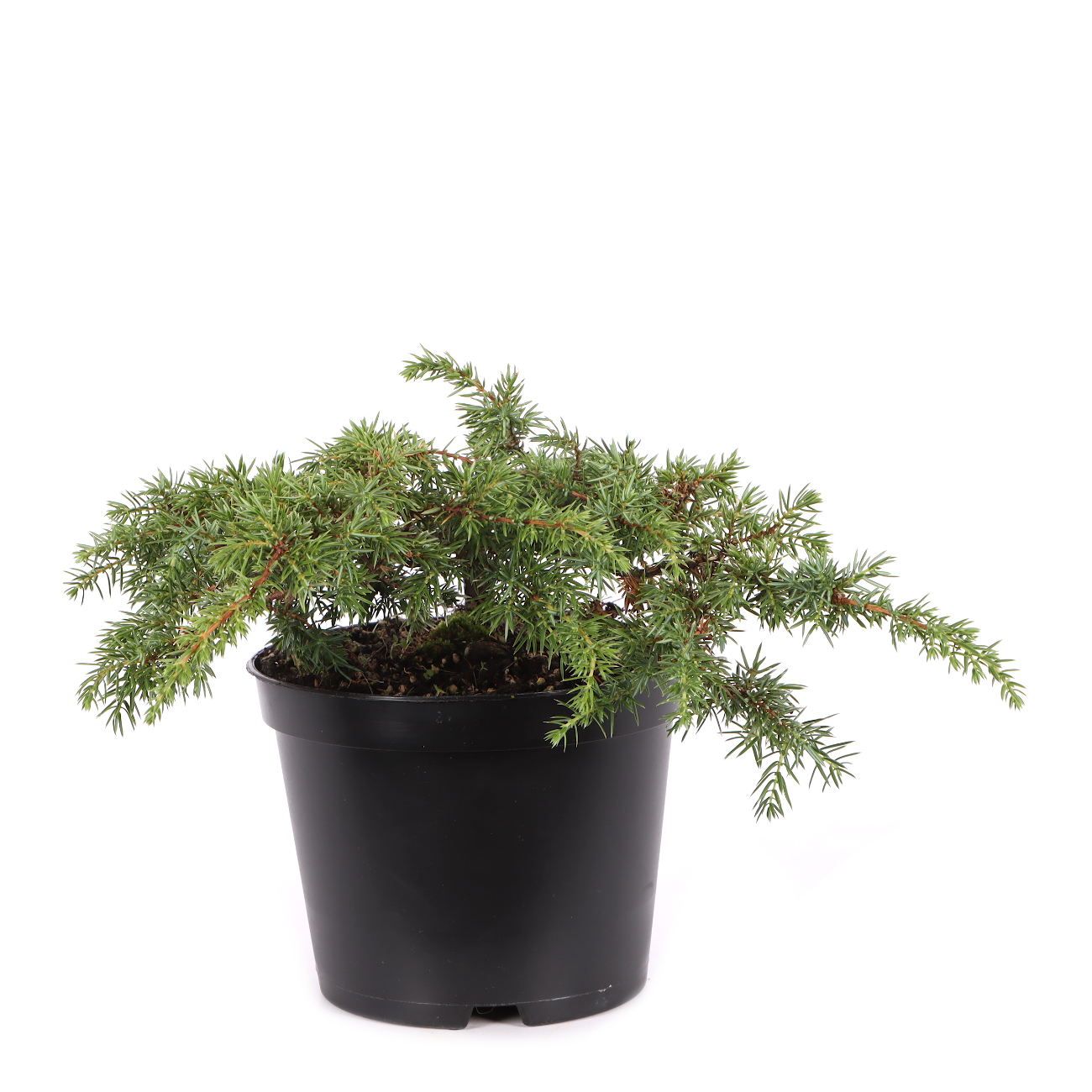 Juniperus communis 'Green Carpet'