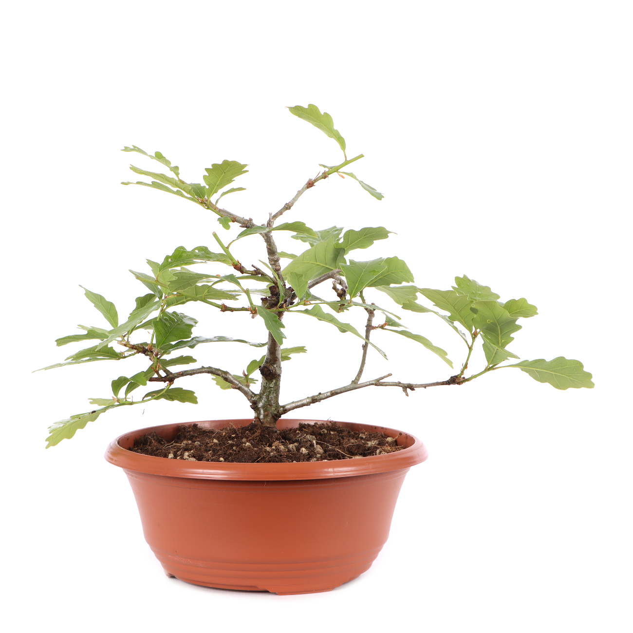 Quercus robur