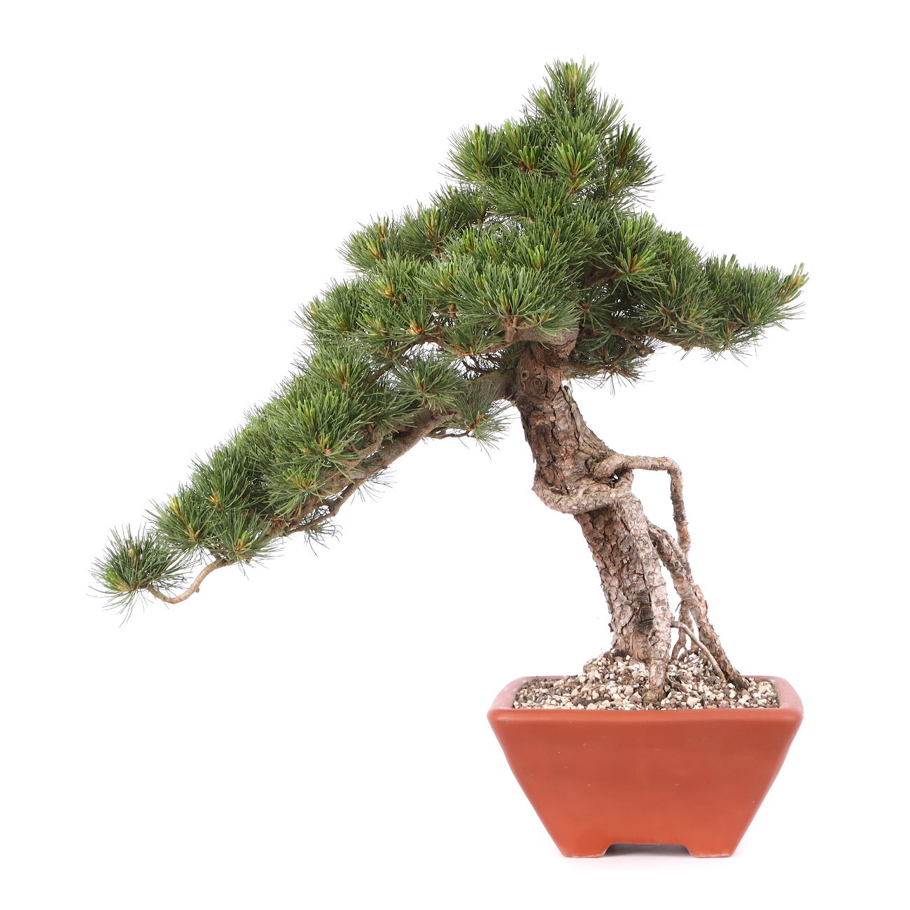 Pinus parviflora 'Glauca'